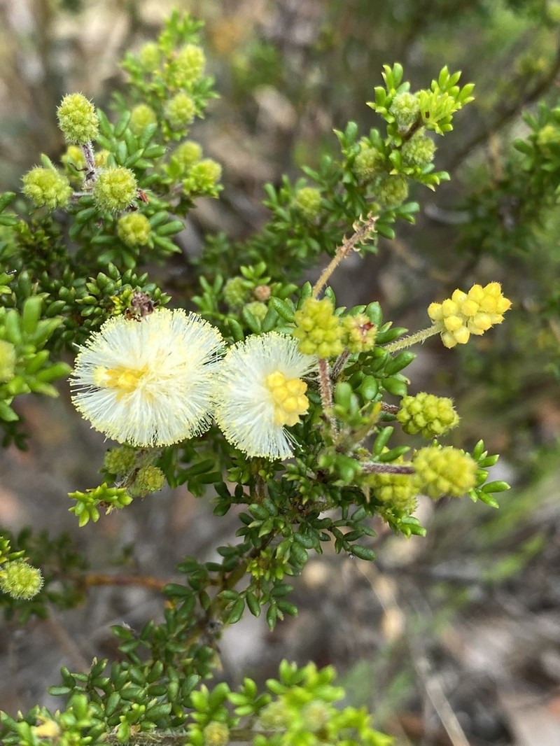 Acacia luteola photo 8