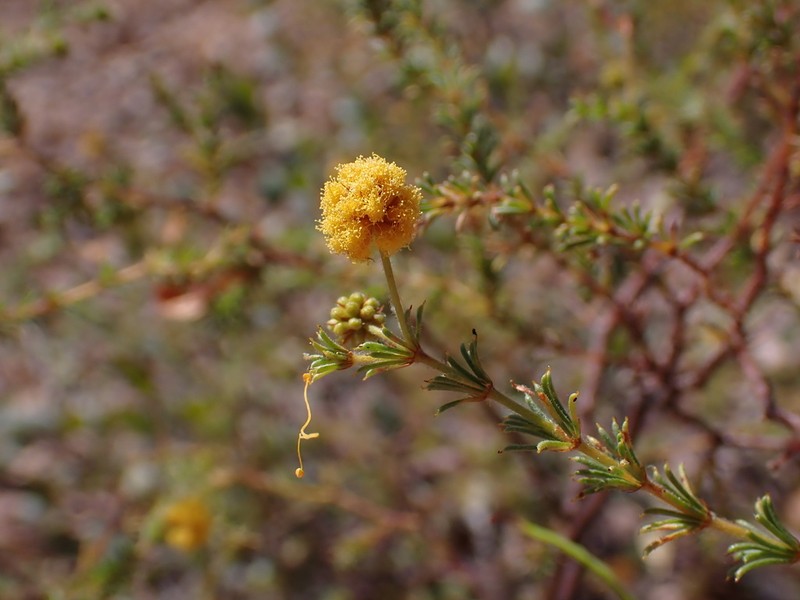Acacia lycopodiifolia photo 2