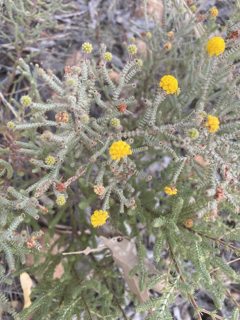 Acacia lycopodiifolia photo 3