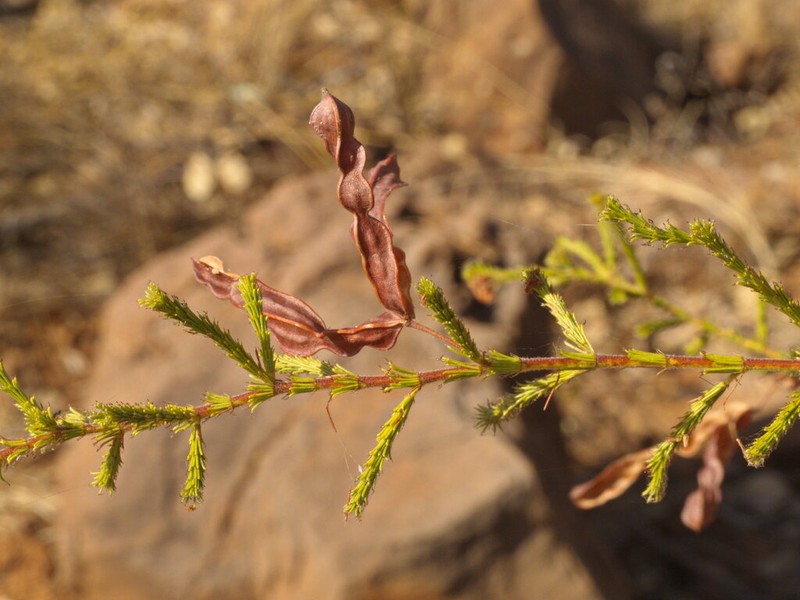 Acacia lycopodiifolia photo 4