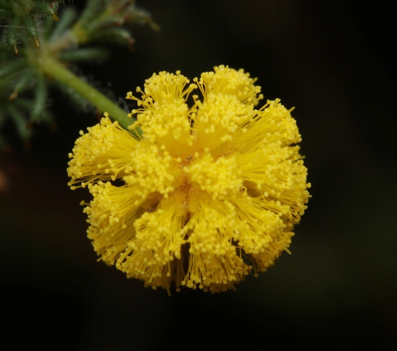 Acacia lycopodiifolia photo 5