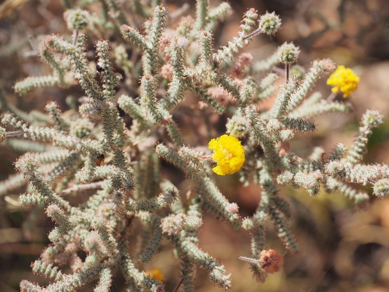 Acacia lycopodiifolia photo 6