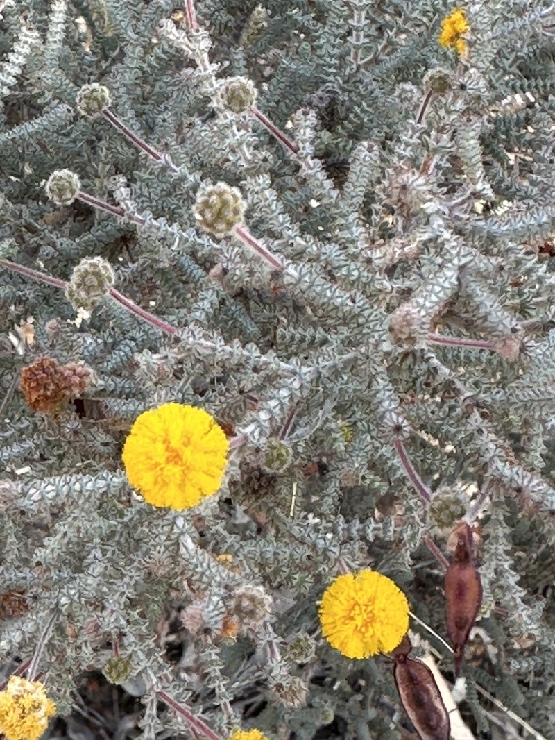 Acacia lycopodiifolia photo 7