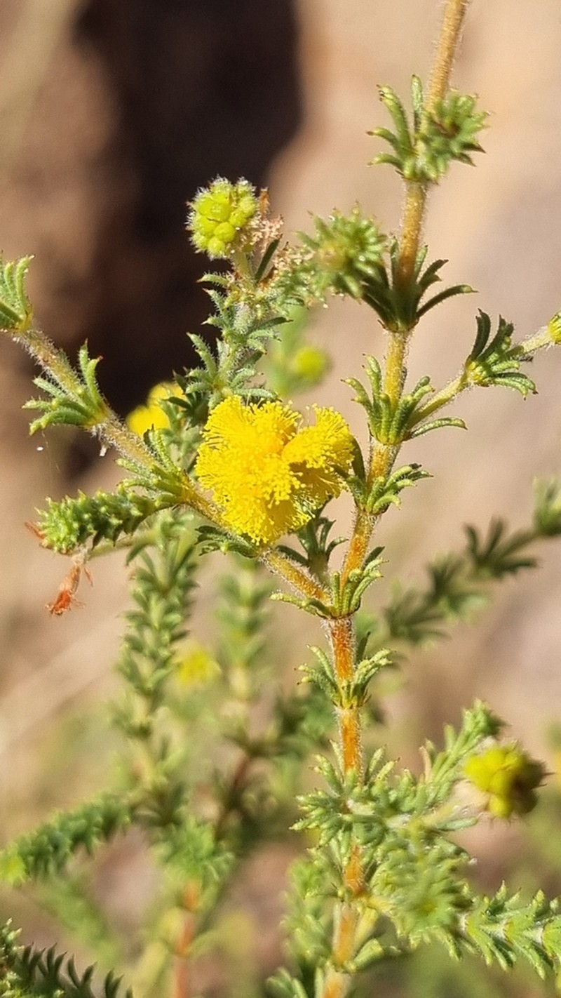 Acacia lycopodiifolia photo 8