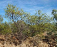 Acacia lysiphloia