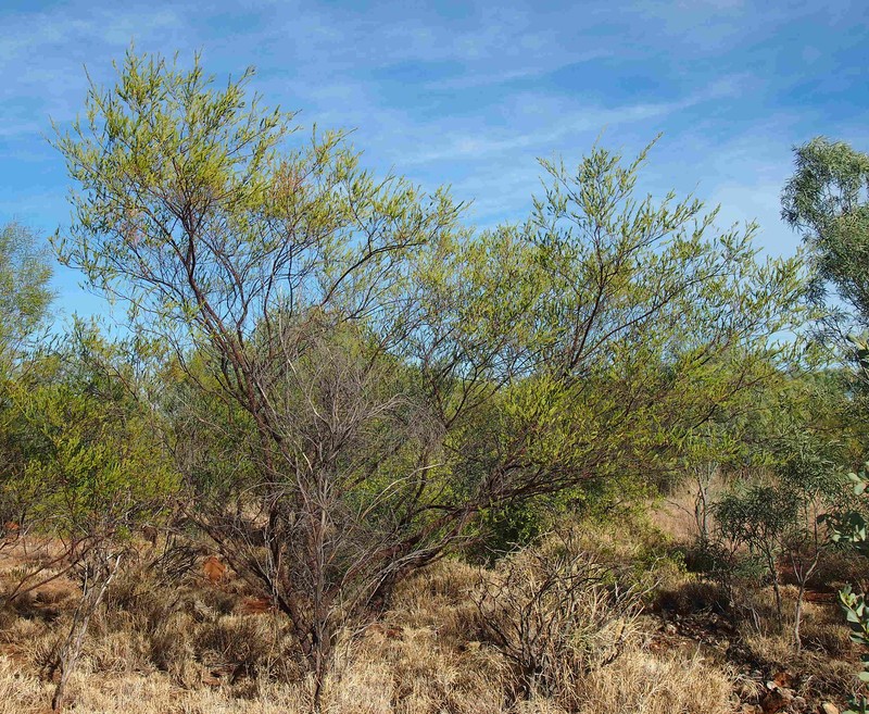Acacia lysiphloia