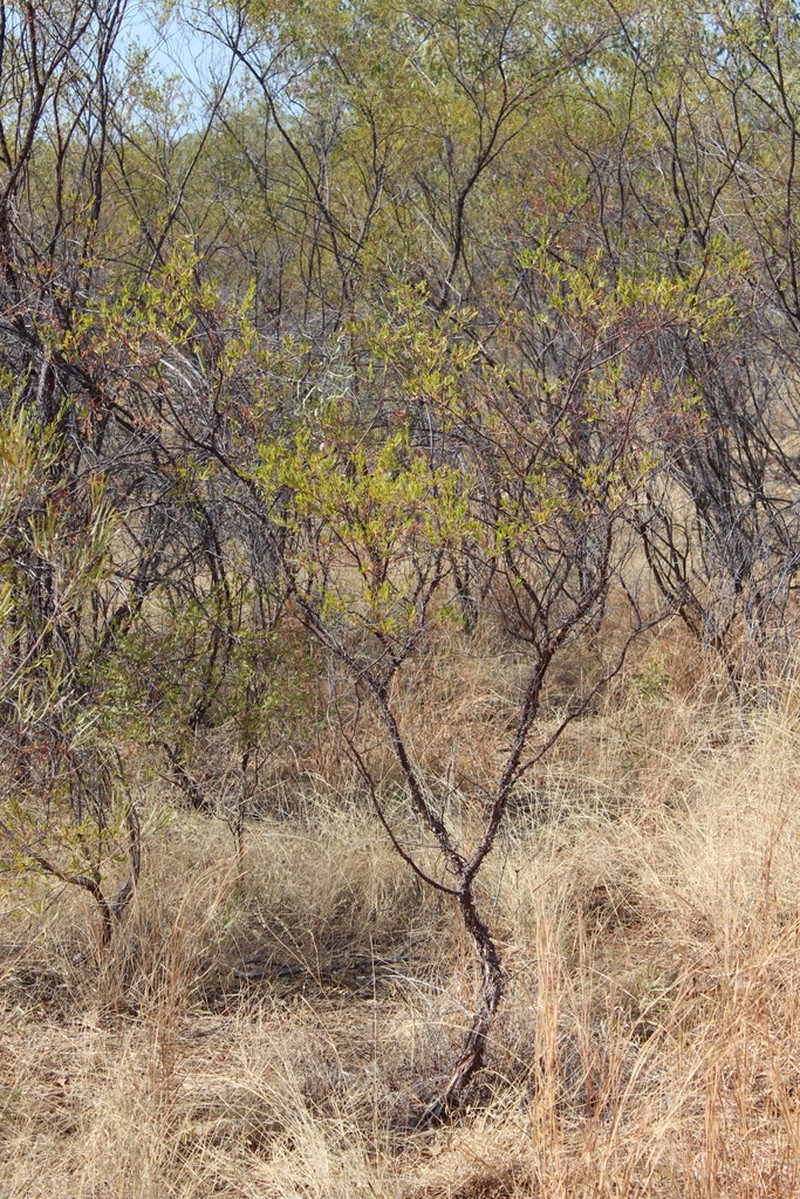 Acacia lysiphloia photo 2