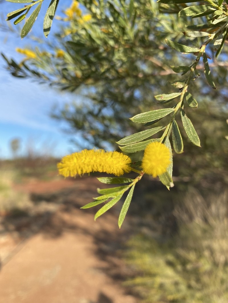 Acacia lysiphloia photo 3