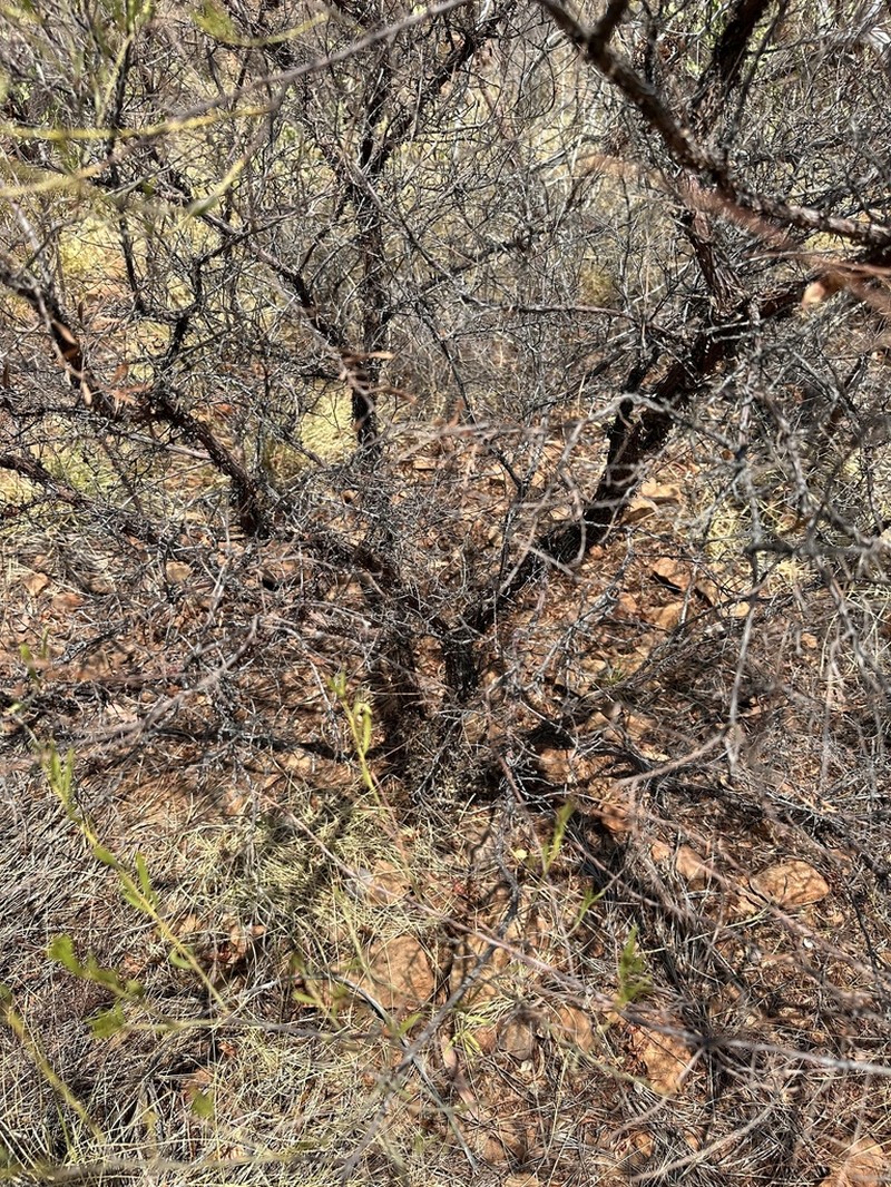 Acacia lysiphloia photo 4