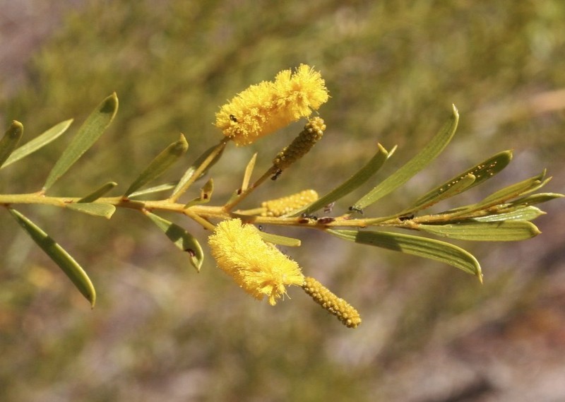 Acacia lysiphloia photo 5