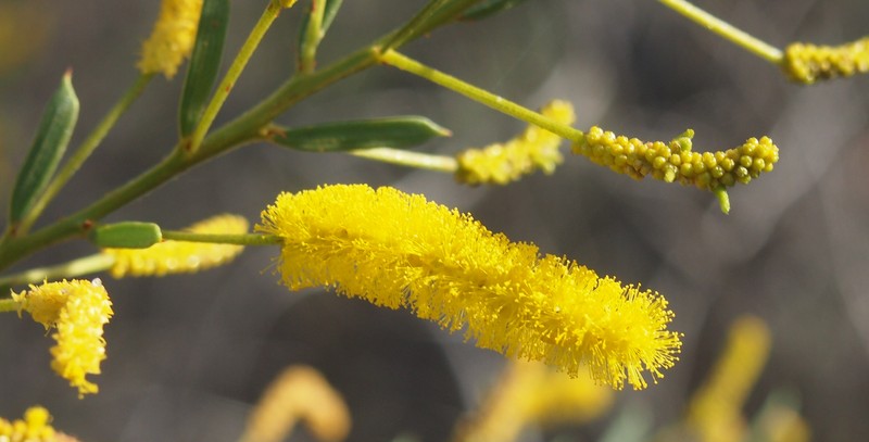 Acacia lysiphloia photo 6