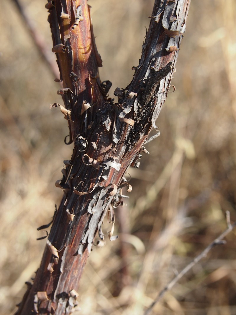 Acacia lysiphloia photo 7