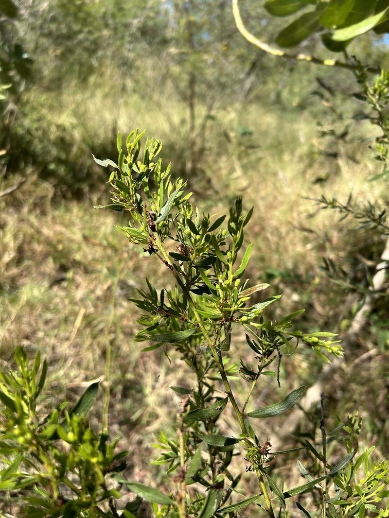 Acacia lysiphloia photo 8