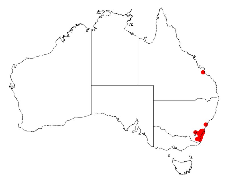 Acacia mabellae