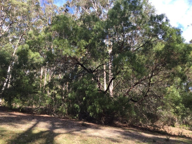 Acacia mabellae photo 2
