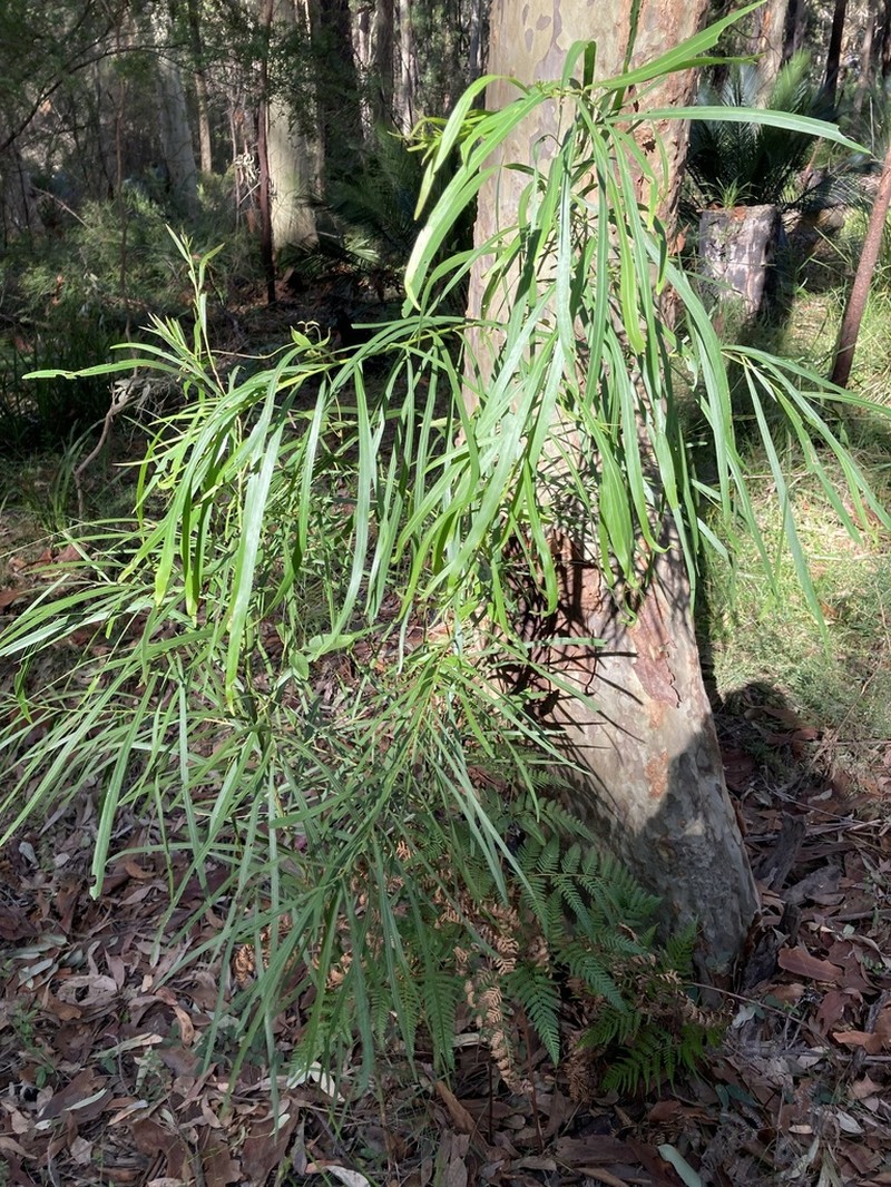 Acacia mabellae photo 3