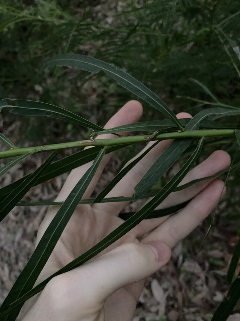 Acacia mabellae photo 4