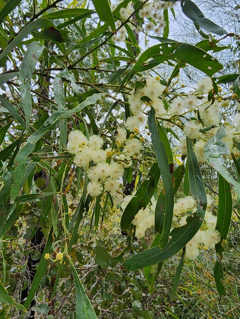Acacia mabellae photo 5