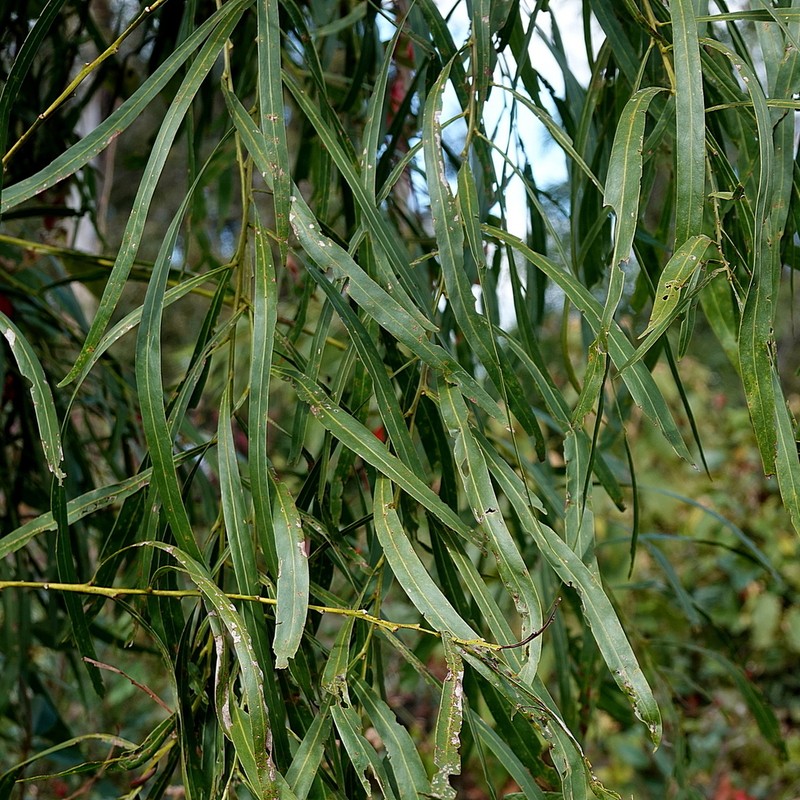Acacia mabellae photo 6