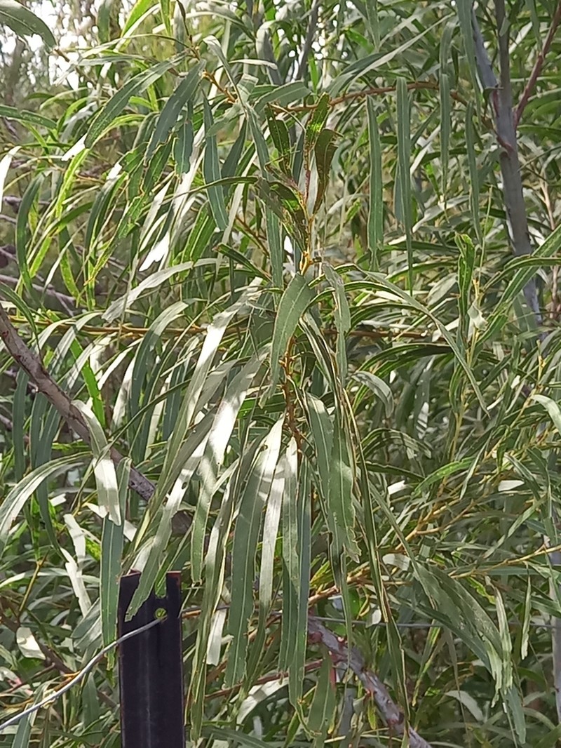 Acacia mabellae photo 7