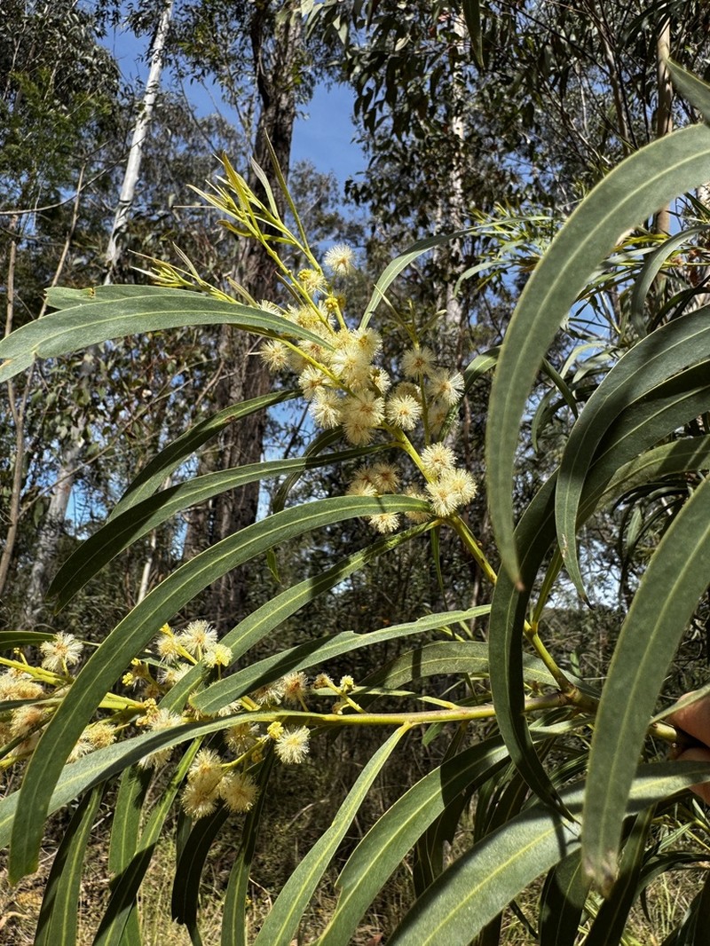Acacia mabellae photo 8