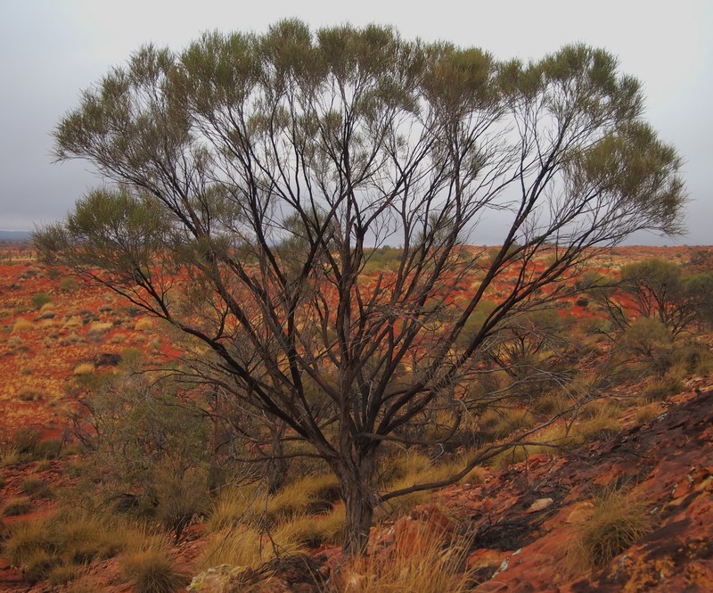 Acacia macdonnelliensis