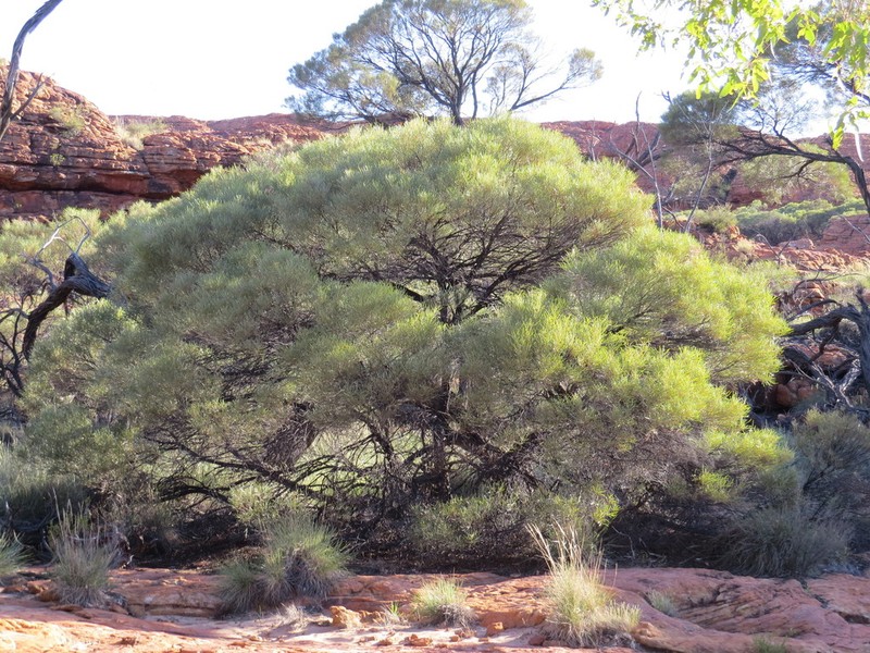 Acacia macdonnelliensis photo 2