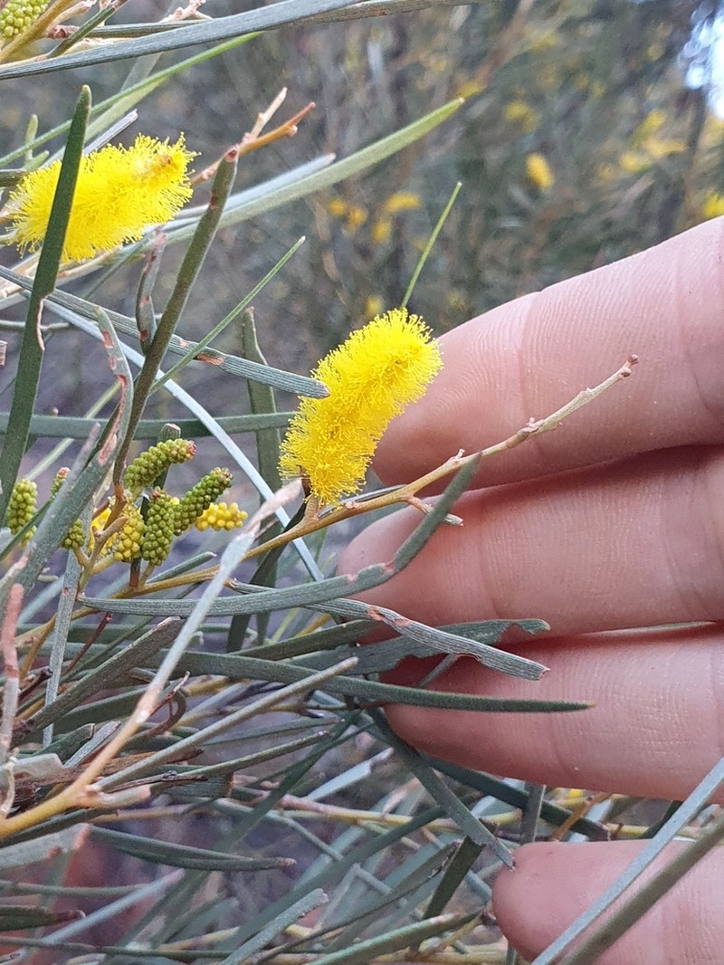 Acacia macdonnelliensis photo 3
