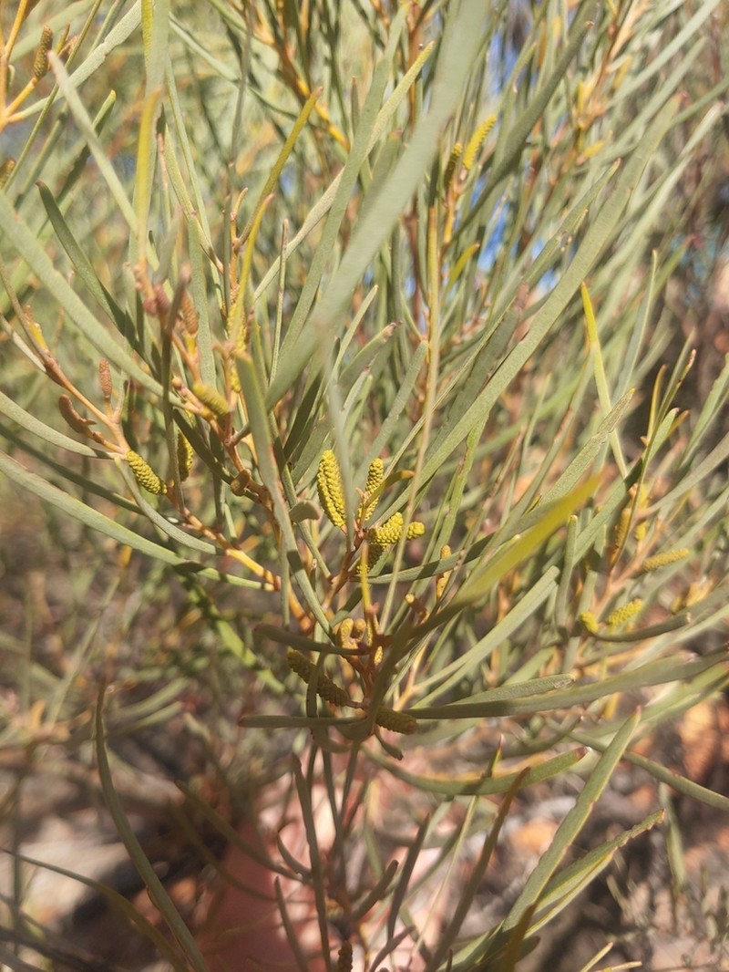 Acacia macdonnelliensis photo 4