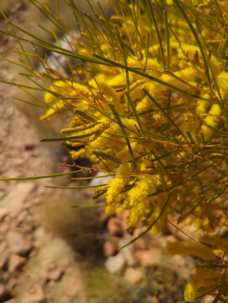 Acacia macdonnelliensis photo 5