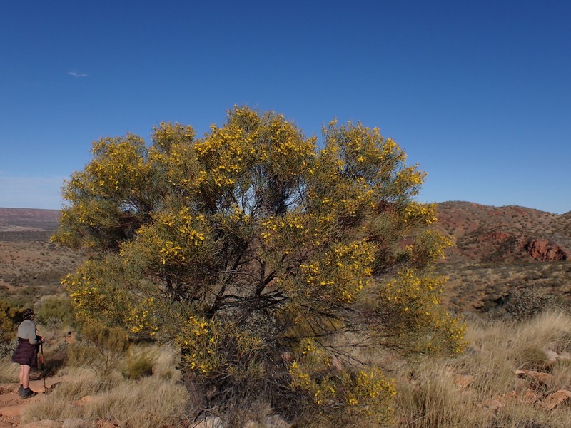 Acacia macdonnelliensis photo 6