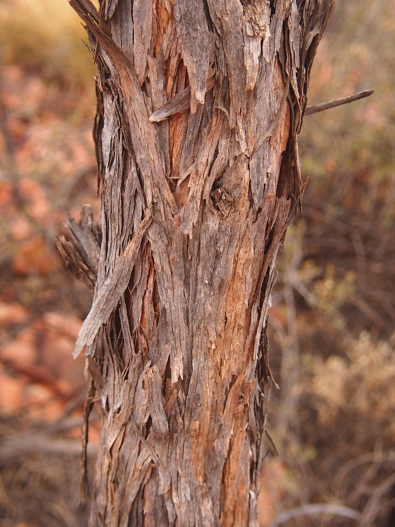 Acacia macdonnelliensis photo 7