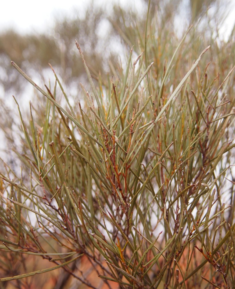 Acacia macdonnelliensis photo 8