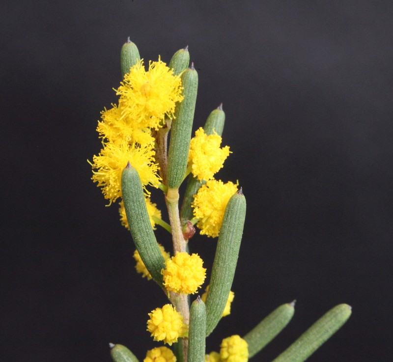 Acacia mackeyana photo 3