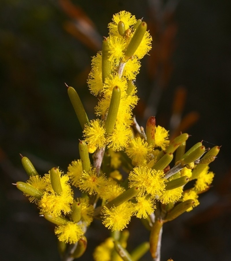 Acacia mackeyana photo 4