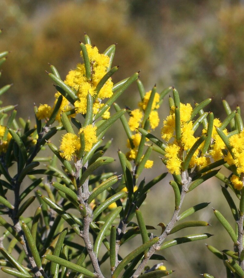 Acacia mackeyana photo 5