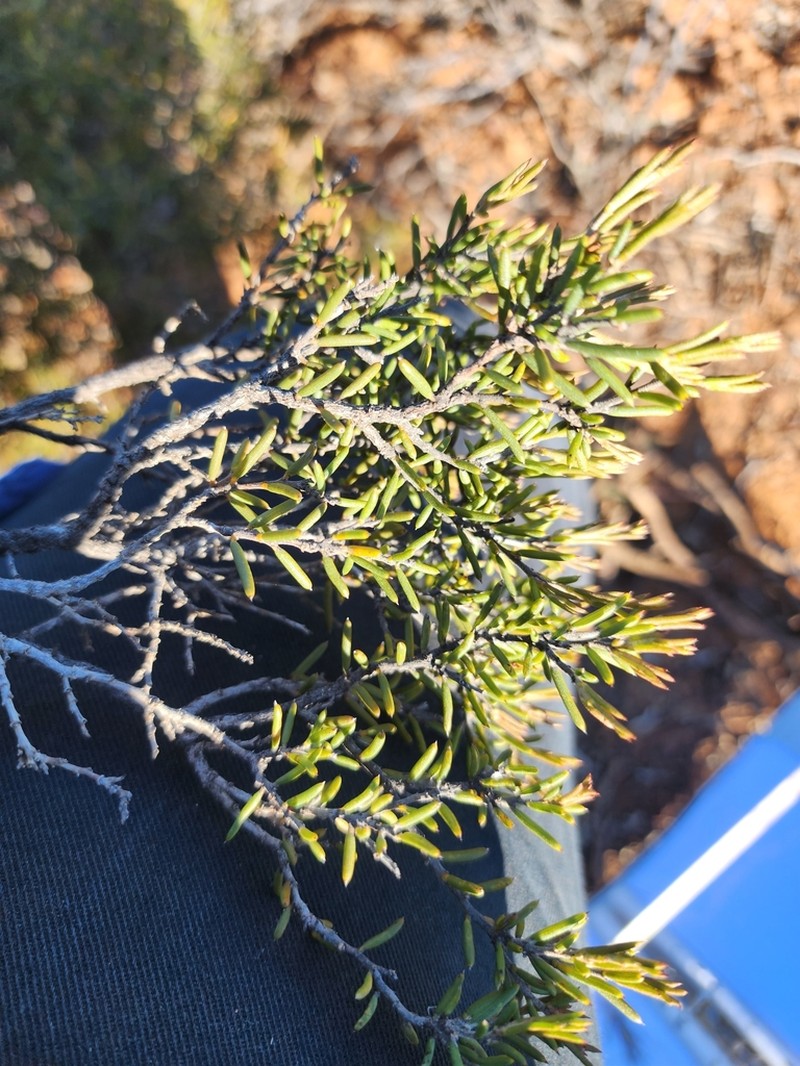 Acacia mackeyana photo 6