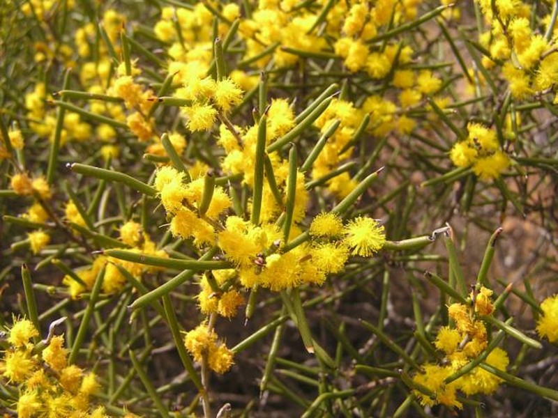 Acacia mackeyana photo 7