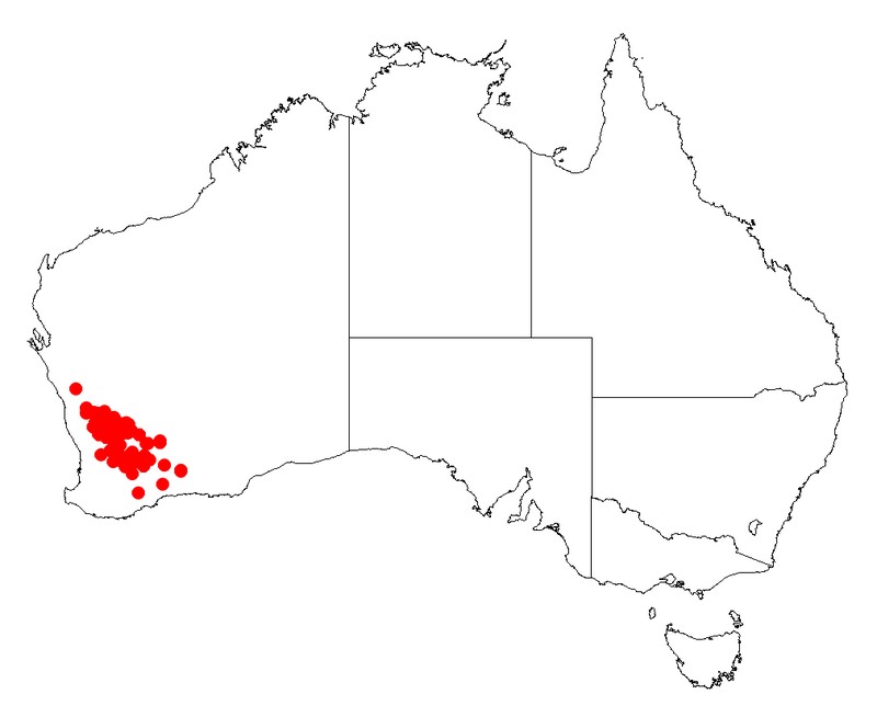 Acacia mackeyana
