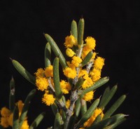 Acacia mackeyana