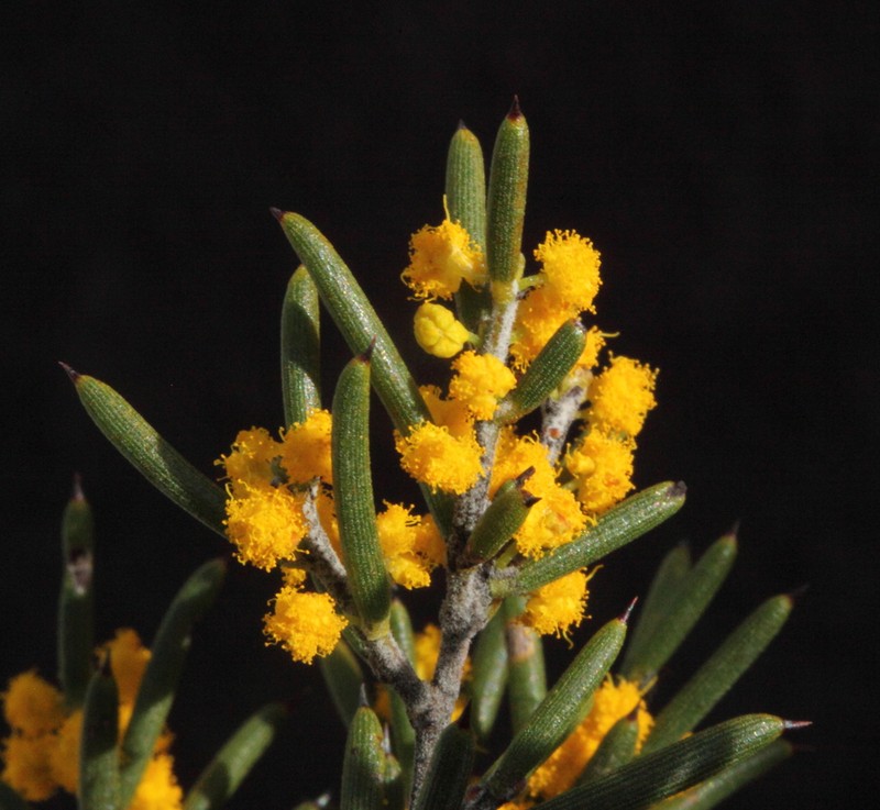 Acacia mackeyana photo 2