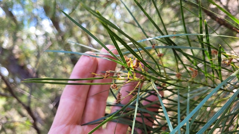 Acacia macnuttiana photo 4