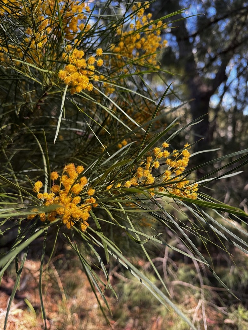 Acacia macnuttiana photo 5