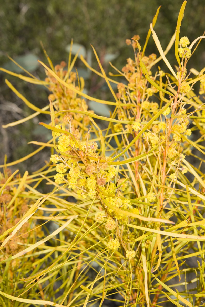 Acacia macnuttiana photo 6