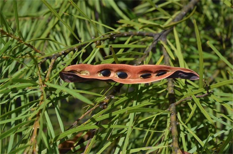 Acacia macnuttiana