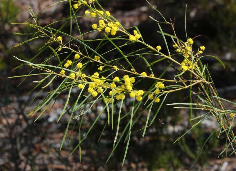 Acacia macnuttiana photo 3