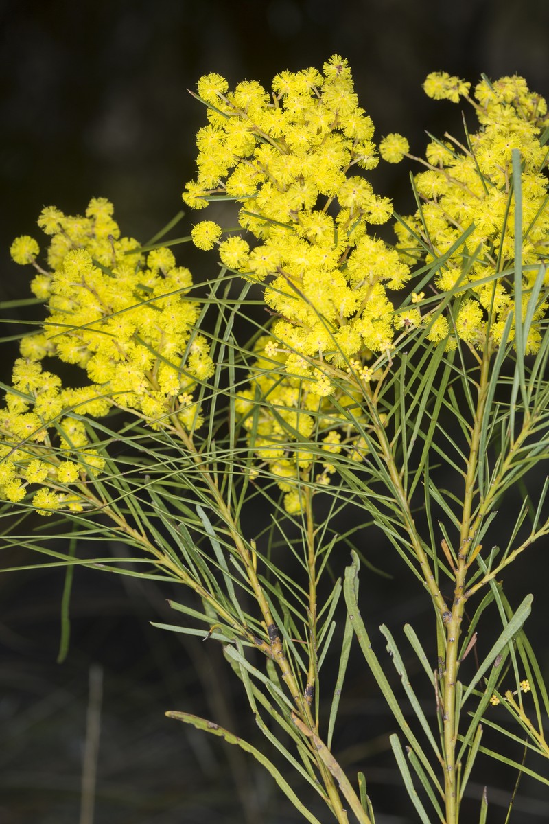 Acacia macnuttiana photo 4