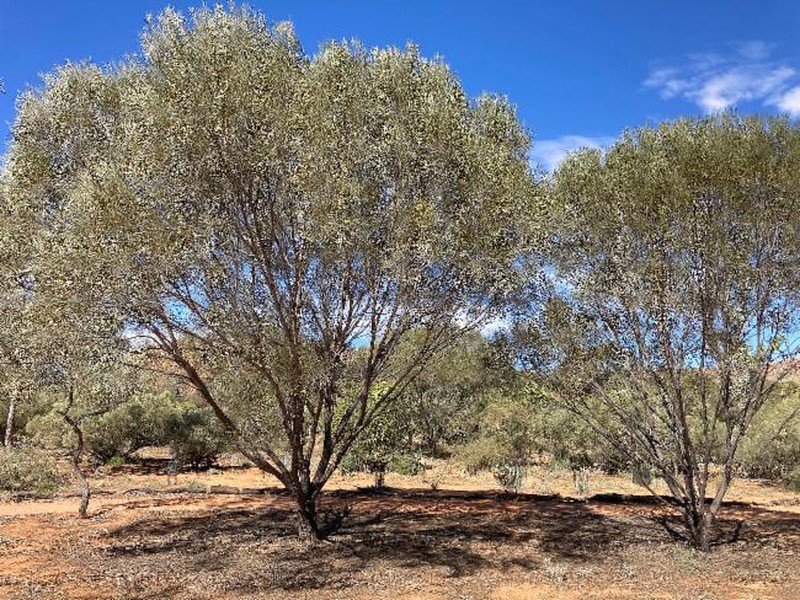 Acacia maconochieana photo 3