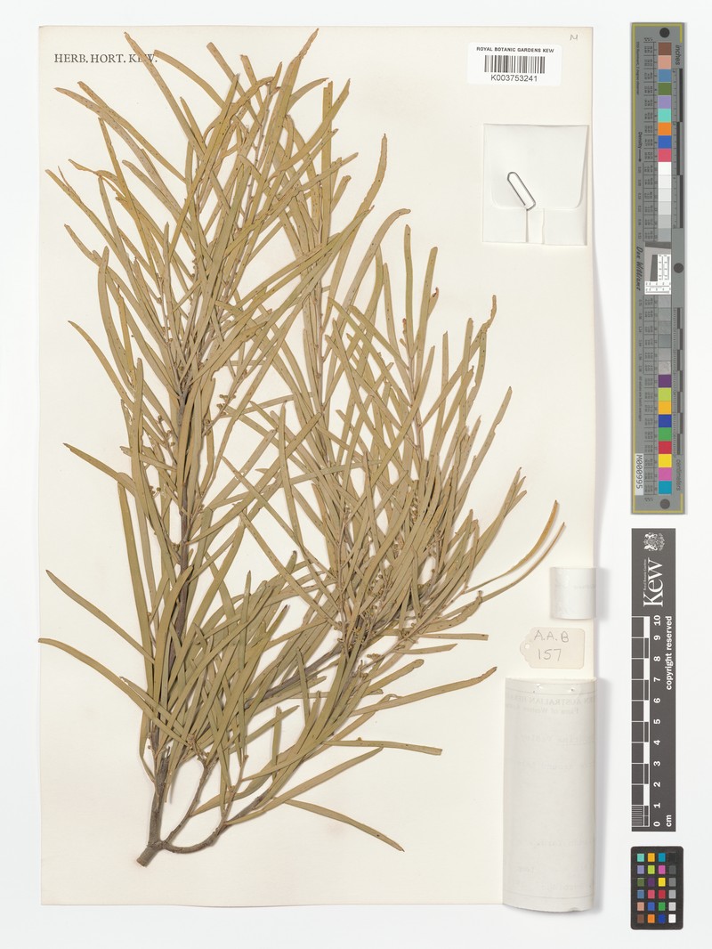 Acacia maconochieana photo 4