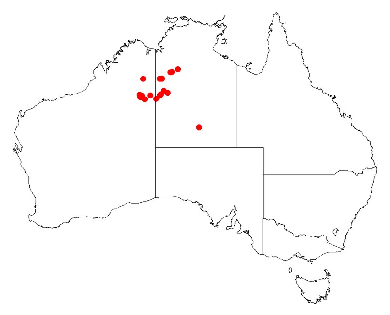 Acacia maconochieana